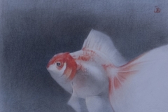 Red goldfish